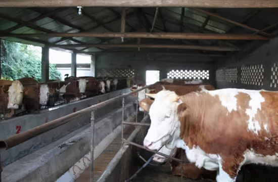 筠牛集團借力好山好水好筠牛 打造全鏈追溯牛產業品牌